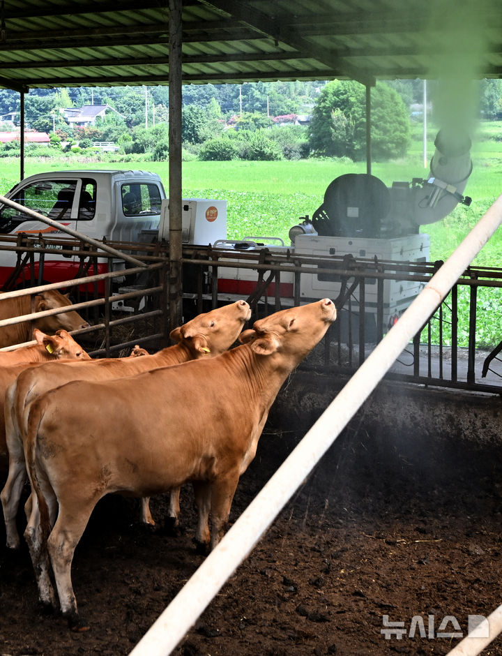 '갓 태어난 송아지 돌보다'…어미소에 받힌 축사 주인 숨져