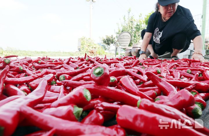 [부산=뉴시스] 하경민 기자 = 부산 강서구 죽동동의 한 농가에서 농민이 갓 수확한 홍고추를 건조하고 있다. 2024.08.07. yulnetphoto@newsis.com