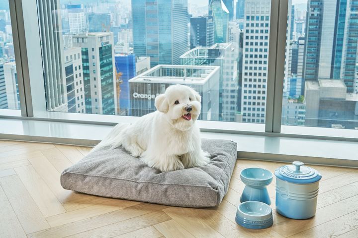 조선 팰리스 서울 강남 '나이트 아웃 위드 마이 펫 펫 패키지 시즌4' *재판매 및 DB 금지