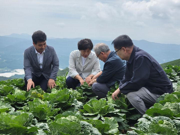 [강릉=뉴시스]송미령 농림축산식품부 장관이 8일 오전 강원특별자치도 강릉시 왕산면 일원(안반데기)의 고랭지 배추 밭을 찾아 배추 작황을 점검하고 있다.  *재판매 및 DB 금지