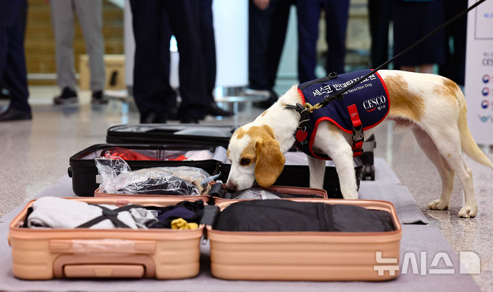 [인천공항=뉴시스] 김근수 기자 = 8일 인천 중구 인천국제공항 제2여객터미널 입국장에서 국내 1호 빈대 탐지견 '세코(CECO)'가 여행객들의 여행 캐리어를 수색하고 있다. 세스코는 여름 휴가철인 오는 9일부터 한달 간 국토교통부, 질병관리청, 인천국제공항공사, 항공사 등과 함께 민관 함동으로 '빈대 해외 유입 차단 민관 합동 공동캠페인'을 진행한다고 밝혔다. 2024.08.08. ks@newsis.com