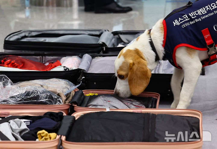 [인천공항=뉴시스] 김근수 기자 = 8일 인천 중구 인천국제공항 제2여객터미널 입국장에서 국내 1호 빈대 탐지견 '세코(CECO)'가 여행객들의 여행 캐리어를 수색하고 있다. 세스코는 여름 휴가철인 오는 9일부터 한달 간 국토교통부, 질병관리청, 인천국제공항공사, 항공사 등과 함께 민관 함동으로 '빈대 해외 유입 차단 민관 합동 공동캠페인'을 진행한다고 밝혔다. 2024.08.08. ks@newsis.com