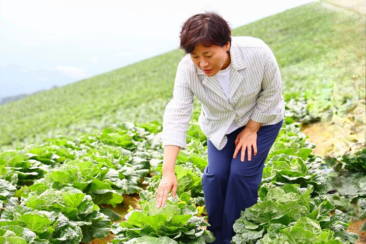 [서울=뉴시스] 홍효식 기자 = 송미령 농림축산식품부 장관이 8일 강원 강릉 왕산면 안반데기를 찾아 배추 생육상황과 산지 출하동향을 점검하고 있다. (사진=농림축산식품부 제공) 2024.08.08. photo@newsis.com *재판매 및 DB 금지