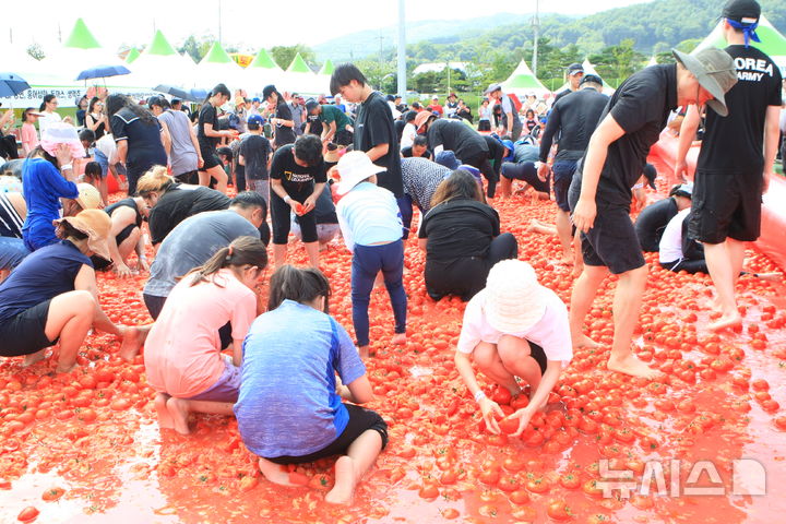 [횡성=뉴시스] 횡성고랭지토마토축제를 찾은 관광객들이 대형 토마토 풀장에서 토마토 속에 숨겨진 금반지 등 경품을 찾고 있다. (사진=뉴시스 DB). photo@newsis.com 