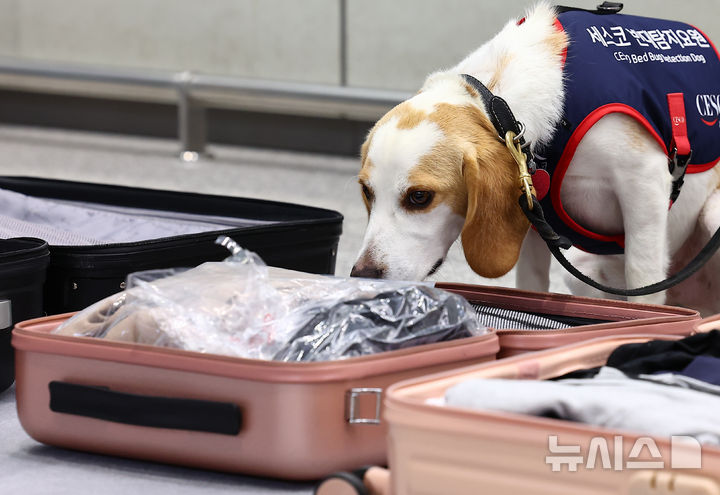 [인천공항=뉴시스] 김근수 기자 = 8일 인천 중구 인천국제공항 제2여객터미널 입국장에서 국내 1호 빈대 탐지견 '세코(CECO)'가 여행객들의 여행 캐리어를 수색하고 있다.   세스코는 여름 휴가철인 오는 9일부터 한달 간 국토교통부, 질병관리청, 인천국제공항공사, 항공사 등과 함께 민관 함동으로 '빈대 해외 유입 차단 민관 합동 공동캠페인'을 진행한다고 밝혔다. 2024.08.08. ks@newsis.com