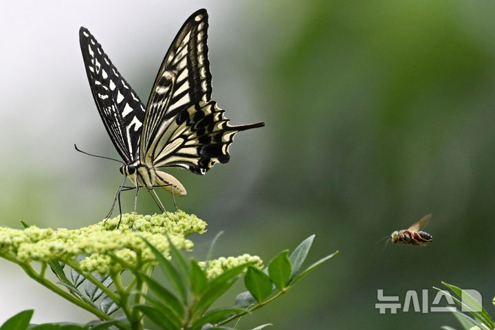 [담양=뉴시스] 이영주 기자 = 전남 전지역에 폭염경보가 이어지고 있는 9일 오후 전남 담양군 담양호 주변에 심어진 산수국 주변으로 호랑나비와 벌이 날아들고 있다. 2024.08.09. leeyj2578@newsis.com