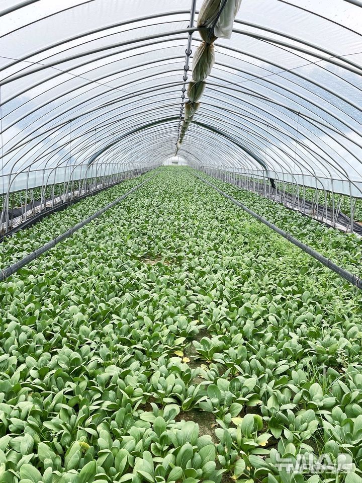 [용인=뉴시스]청경채 재배농가(사진제공=용인시)