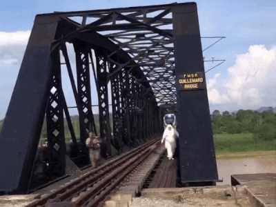[서울=뉴시스] 최근 베르나마 통신 등 현지 매체에 따르면 말레이시아 켈란탄주 타나메라에 있는 길리마르드 다리에서 찍힌 영상이 사회관계망서비스(SNS)에서 화제가 됐다. (사진=엑스 갈무리) *재판매 및 DB 금지
