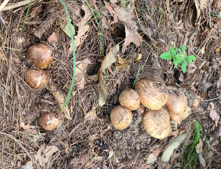 [안동=뉴시스] 송이버섯. (사진=영주국유림관리소 제공) 2025.05.14. photo@newsis.com *재판매 및 DB 금지