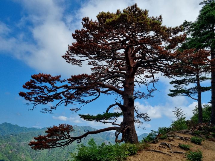 [대전=뉴시스] 울진 대왕소나무의 수세가 악화되고 있다. 대왕소나무의 최근 모습.(사진=산림청 제공) *재판매 및 DB 금지