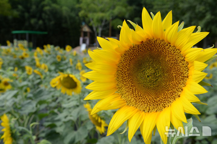 [울산=뉴시스] 배병수 기자 = 13일 오전 울산 중구 태화강국가정원에 여름꽃인 해바라기가 활짝 펴 있다. 2024.08.13. bbs@newsis.com.