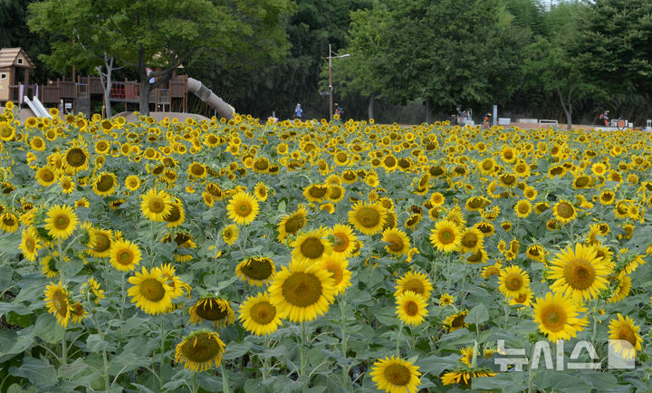 [울산=뉴시스] 배병수 기자 = 13일 오전 울산 중구 태화강국가정원에 여름꽃인 해바라기가 활짝 펴 있다. 2024.08.13. bbs@newsis.com.