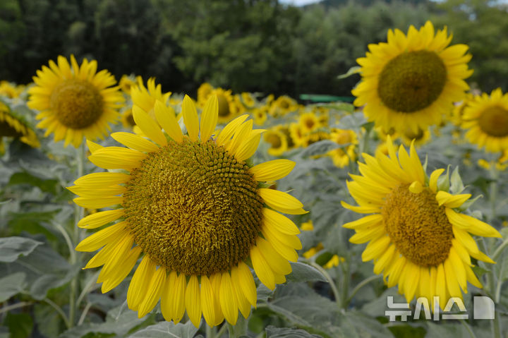 [울산=뉴시스] 배병수 기자 = 13일 오전 울산 중구 태화강국가정원에 여름꽃인 해바라기가 활짝 펴 있다. 2024.08.13. bbs@newsis.com.