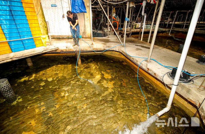 [제주=뉴시스] 우장호 기자 = 제주시 한경면의 한 양식장에서 관계자가 수조 안에 액화산소를 공급하고 있다. (사진=뉴시스DB) woo1223@newsis.com