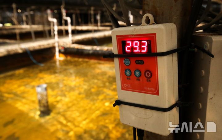 [제주=뉴시스] 제주시 한경면의 한 양식장 내 수온이 29.3도로 치솟은 모습. (사진=뉴시스 DB). photo@newsis.com 