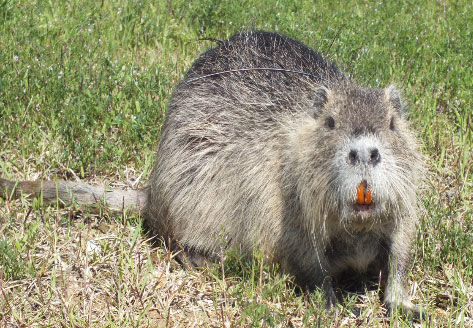[대구=뉴시스] 뉴트리아. (사진=대구지방환경청 제공) 2024.08.14. photo@newsis.com *재판매 및 DB 금지
