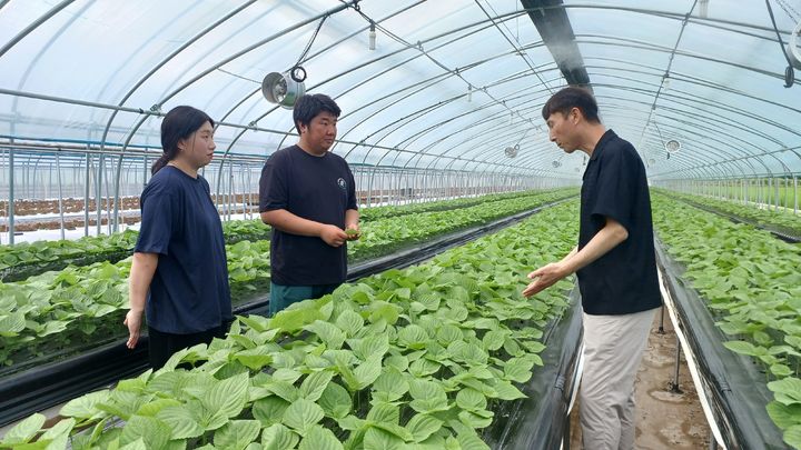 [산청=뉴시스] 산청군청 산청군 엽채류 컨설팅 *재판매 및 DB 금지 *재판매 및 DB 금지