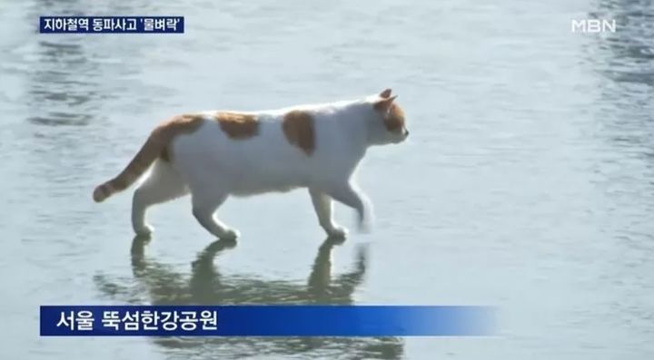 [서울=뉴시스] 꽁꽁 얼어붙은 한강 위로 고양이가 걸어다니는 사진 (사진= 유튜브 채널 'MBN News' 캡처 ) 2024.8.14 photo@newsis.com *재판매 및 DB 금지