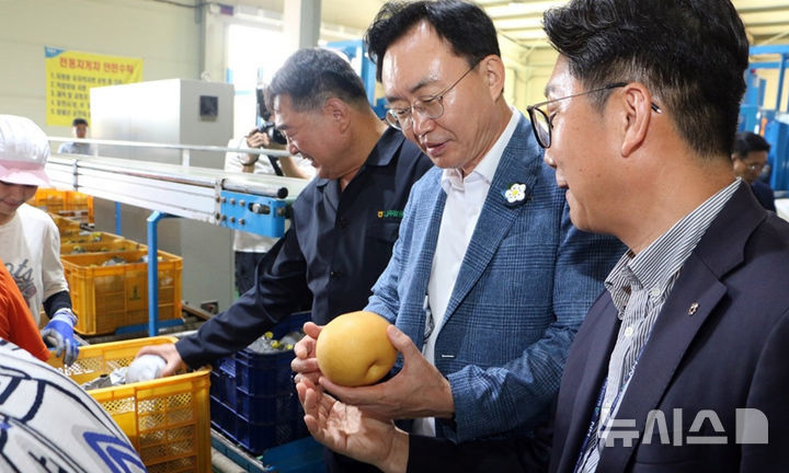 [나주=뉴시스] 윤병태 나주시장(가운데) 13일 나주시 부덕동에 위치한 농산물산지유통센터 수출선과장에서 수출배 선과 과정을 살펴보고 있다. (사진=나주시 제공) 2024.08.14. photo@newsis.com *재판매 및 DB 금지