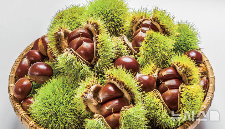 [서울=뉴시스] 부여 굿뜨래 알밤(사진=부여군 제공)