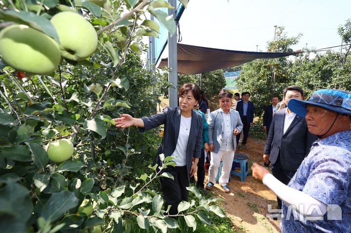 [세종=뉴시스]사과 농가 : 농식품부 송미령 장관이 16일 충남 당진 소재 사과 농가를 찾아 과수 농가의 태풍 대비 상황과 추석 대비 사과 생육 및 출하 상황 등을  점검했다.(사진 = 농식품부 제공)