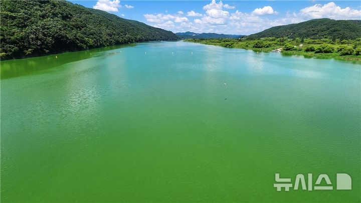[창원=뉴시스] 지난 2024년 8월 15일 낙동강 하류 지점인 경남 합천보 상류 녹조 발생 상황. (사진=경남도 제공) 2024.08.16. photo@newsis.com