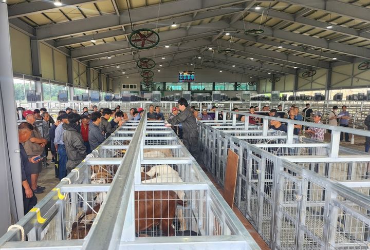 [보은=뉴시스] 안성수 기자 = 지난 7일 열린 충북 보은군 염소경매시장 운영 모습. (사진=보은옥천영동축협 제공) 2024.8.28. photo@newsis.com *재판매 및 DB 금지