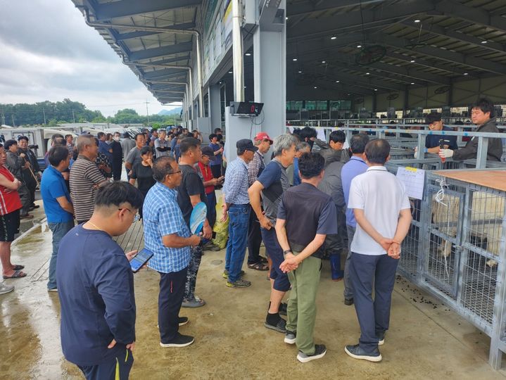 [보은=뉴시스] 안성수 기자 = 지난 7일 열린 충북 보은군 염소경매시장 운영 모습. (사진=보은옥천영동축협 제공) 2024.8.28. photo@newsis.com *재판매 및 DB 금지