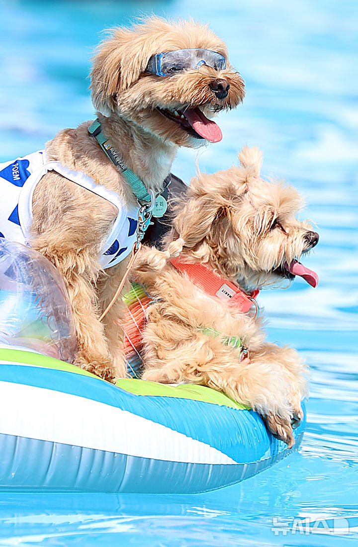 [서울=뉴시스] 김금보 기자 = 18일 서울 송파구 올림픽공원 평화의 문 앞 광장에 마련된 '하하호호 올림픽 반려견 물놀이장'에서 반려인이 반려견들과 함께 물놀이를 하고 있다. 2024.08.18. kgb@newsis.com