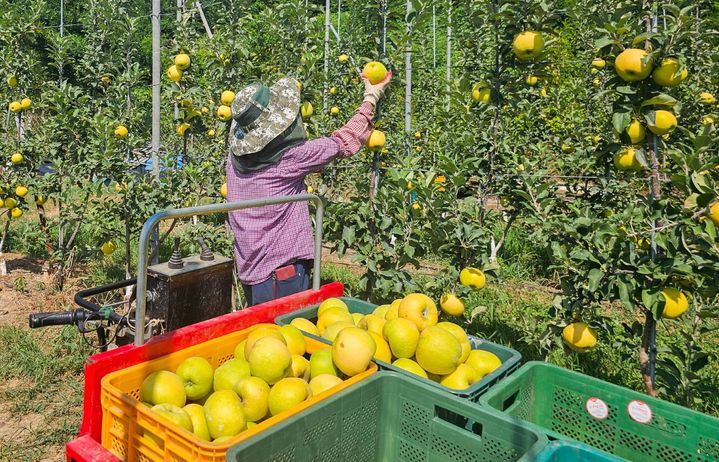 영주시 한 사과농가에서 골든볼을 수확하고 있다. (사진=영주시 제공) *재판매 및 DB 금지
