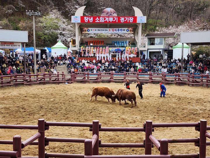 [창녕=뉴시스] 안지율 기자 = 9월7일부터 8일까지 창녕소힘겨루기경기장에서 제25회 창녕 전국 상설 민속소힘겨루기대회를 개최한다. (사진=창녕군 제공) 2024.08.21. photo@newsis.com *재판매 및 DB 금지