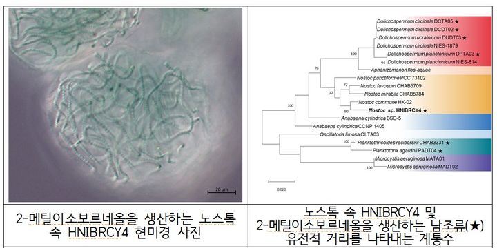 [세종=뉴시스] 2-메틸이소보르네올을 생산하는 미생물 현미경 사진. (사진=국립호남권생물자원관). *재판매 및 DB 금지