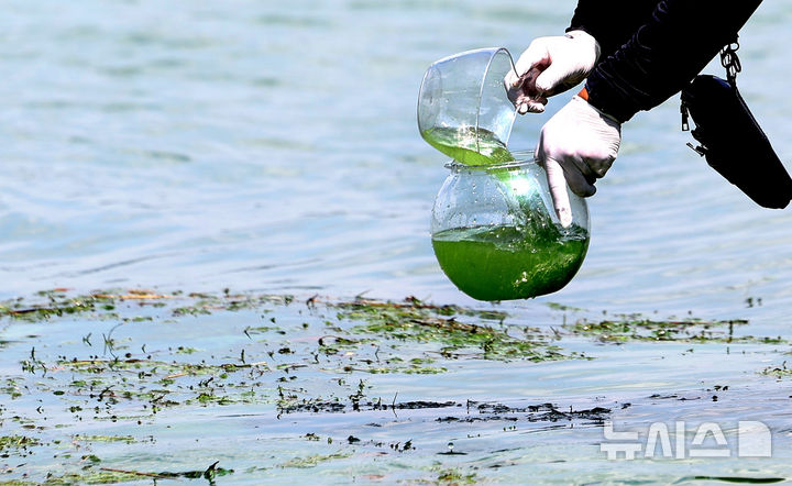 [대구=뉴시스] 이무열 기자 = 대구 달성군 화원유원지에서 대구환경운동연합 관계자가 낙동강 녹조 현장을 조사하기 위해 강물을 채수하고 있다. 2024.08.20. lmy@newsis.com