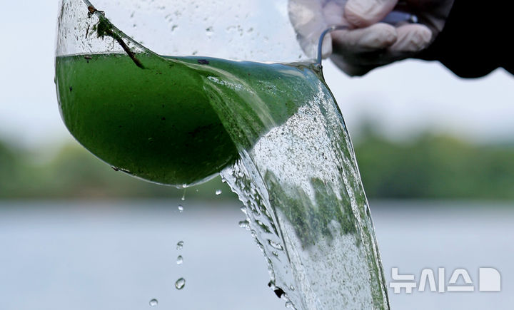[대구=뉴시스] 이무열 기자 = 대구 달성군 화원유원지에서 대구환경운동연합 관계자가 낙동강 녹조 현장을 조사하기 위해 강물을 채수하고 있다. 2024.08.20. lmy@newsis.com