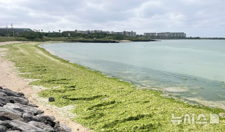 [제주=뉴시스] 양영전 기자 = 제주 서귀포시 성산읍 신양해변에 구멍갈파래가 쌓여 있는 모습. (사진=뉴시스DB)