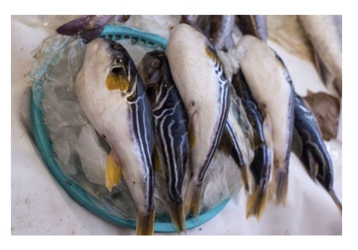 군산서 복어 요리 먹던 주민들 마비 증세로 병원 이송