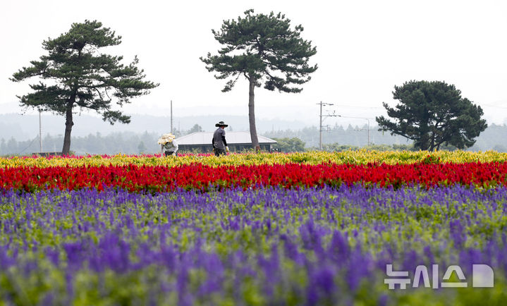 [서귀포=뉴시스] 우장호 기자 = 절기상 처서가 지난 뒤에도 더운 날씨를 보이는 23일 오전 제주 서귀포시 표선면 보롬왓 농장에 촛불맨드라미가 피어나 시선을 끌고 있다. 한해살이풀인 맨드라미꽃은 붉은색, 노란색 등으로 7~8월에 핀다. 꽃말은 불멸, 열정, 사랑, 헌신 등 다양한 의미를 담고 있다. 2024.08.23. woo1223@newsis.com