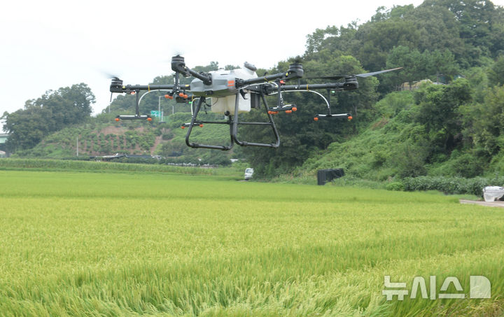 [울산=뉴시스] 배병수 기자 = 26일 오전 울산 울주군 청량읍 문죽리 일원에서 드론을 이용한 ‘벼 병해충 방제’ 시연회가 열리고 있다. 2024.08.26.bbs@newsis.com.