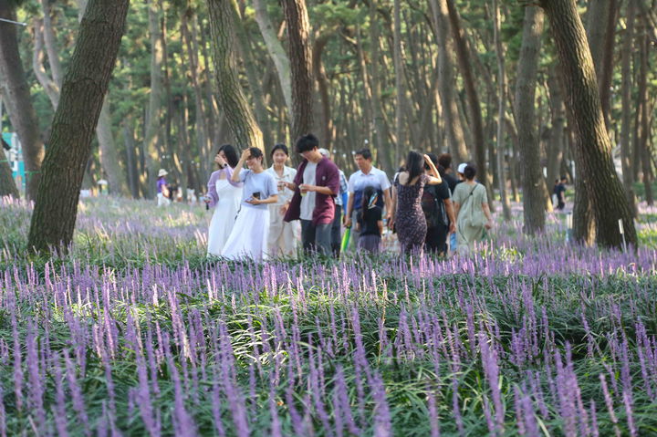 [서천=뉴시스] 제2회 장항 맥문동 꽃 축제를 찾은 관광객들. (사진=서천군 제공) 2024.08.28. photo@newsis.com *재판매 및 DB 금지