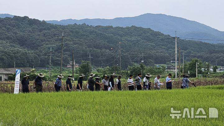 [여주=뉴시스]여주쌀 품종 대체 사업 1차 현장 평가회