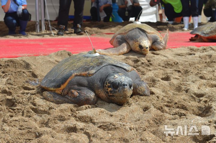 [서울=뉴시스] 지난해 바다거북을 방류하는 모습. 뉴시스 자료사진.