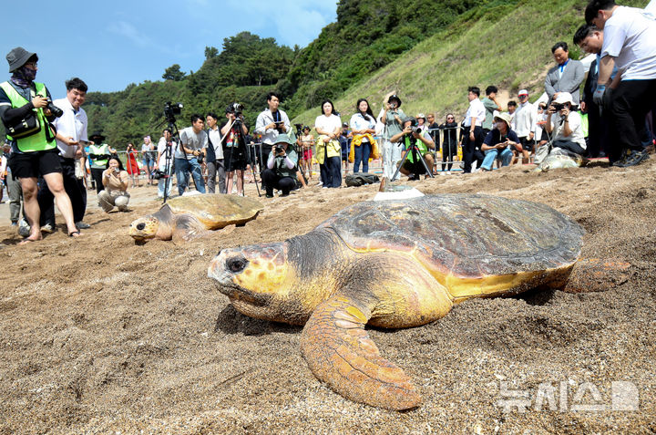 [서귀포=뉴시스] 우장호 기자 = 28일 오전 제주 서귀포시 중문 색달해변에서 해양수산부 주최로 바다거북 자연방류 행사가 열리고 있다. 바다거북은 전세계적으로 개체 수가 감소되고 있으며, 종(種) 모두가 세계자연보전연맹(IUCN)의 멸종위기목록에 등재돼 있다. 2024.08.28. woo1223@newsis.com