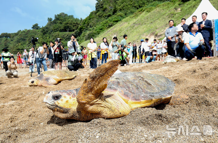 [서귀포=뉴시스] 우장호 기자 = 28일 오전 제주 서귀포시 중문 색달해변에서 해양수산부 주최로 바다거북 자연방류 행사가 열리고 있다. 바다거북은 전세계적으로 개체 수가 감소되고 있으며, 종(種) 모두가 세계자연보전연맹(IUCN)의 멸종위기목록에 등재돼 있다. 2024.08.28. woo1223@newsis.com