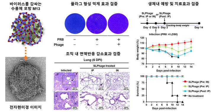 [서울=뉴시스] 바이러스를 밧줄처럼 둘러싸는 수용체 모방 M13의 감염동물모델에서의 치료 효능 (사진=성균관대 제공) *재판매 및 DB 금지