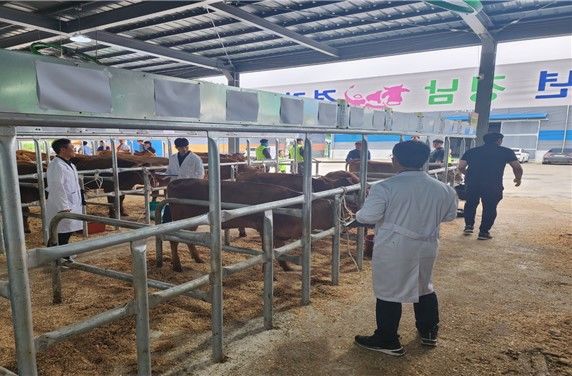 [창원=뉴시스] 지난해 경남 한우 경진대회 모습. (사진=경남도 제공) 2024.08.30. photo@newsis.com *재판매 및 DB 금지