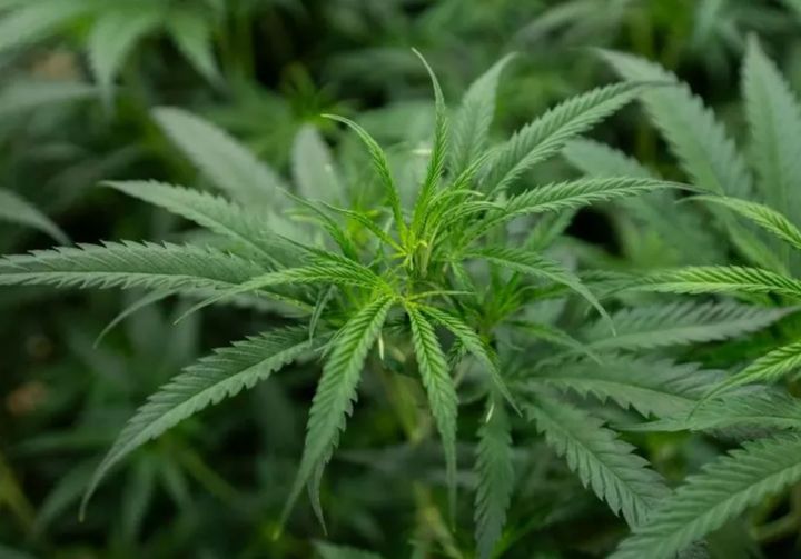 [서울=뉴시스] 별거 중인 아내와 이혼하기 위해 아내의 차 뒷좌석에 몰래 대마초를 실은 싱가포르 남성이 징역형을 선고받았다. (사진=BBC) *재판매 및 DB 금지