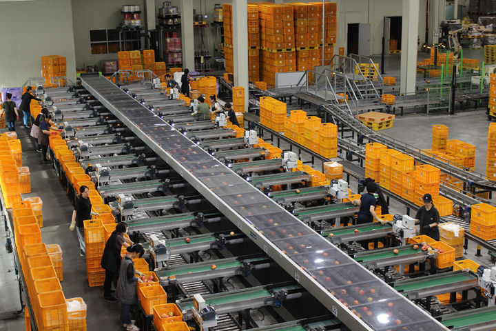 [서울=뉴시스] 조수정 기자 = 충주시 과수거점산지유통센터에서 직원이 추석 성수용 과일 및 실속 선물세트 작업을 위해 사과를 크기와 무게별로 분주히 선별하고 있는 모습이다. (사진=농림축산식품부 제공) 2024.09.01. photo@newsis.com *재판매 및 DB 금지