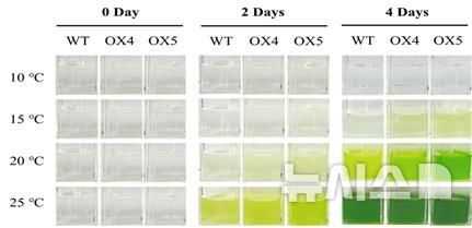 [서울=뉴시스]  NtNDPK 형질전환체(OX4·OX5)의 저온 저항성 분석을 통한 생장량 분석. 