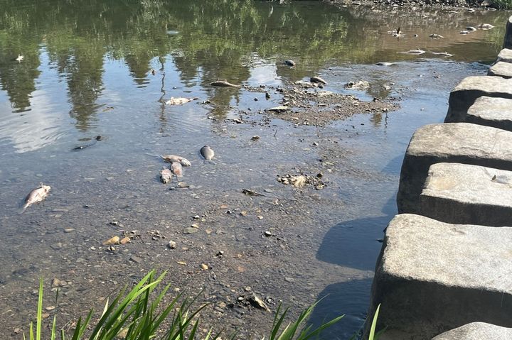 [부산=뉴시스] 부산 수영강 상류 구간에서 물고기가 집단 폐사했다. (사진=부산 해운대구 제공) 2024.09.02. photo@newsis.com *재판매 및 DB 금지