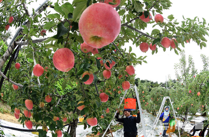 [거창=뉴시스] = 사진은 2024년 9월 3일 경남 거창군 고제면 땀내기 사과 농원에서 추석 선물용 홍로 사과를 수확하고 있는 모습. (사진=거창군 제공) 2024.09.03. photo@newsis.com
